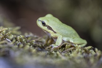 Tree frog (Hyla arborea), Lower Saxony, Germany, Europe