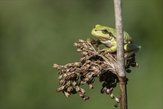 Tree frog (Hyla arborea), Lower Saxony, Germany, Europe