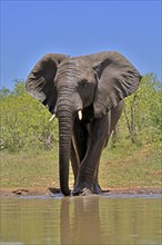 African elephant (Loxodonta africana), bull, male, at the water, Kruger National Park, Kruger