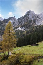 View of the Gosaukamm and the hiking trail around the Vorderer Gosausee. Yellow larch. Cloudy and