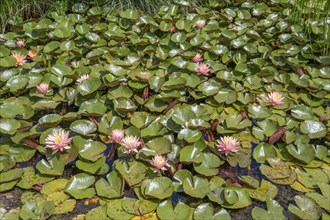 Blooming water lilies (Nymphaea) in a pond, Bavaria, Germany, Europe