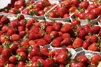 Fresh strawberries from Germany at the market in Mutterstadt, Rhineland-Palatinate