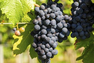 Ripe Pinot Noir grapes in the Palatinate. The 2023 vintage is exceptionally good