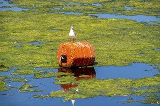 Lake Baldeney, Ruhrstausee, seagull flies over water lilies, Elodea waterweed plants, in the lake,