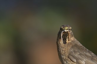 Eurasian blackbird (Turdus merula) adult female bird with worms for food in its mouth, Suffolk,