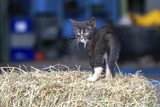 Domestic cat, 8-week-old kitten, Vulkaneifel, Rhineland-Palatinate, Germany, Europe