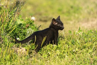 Domestic cat, 8-week-old kitten, Vulkaneifel, Rhineland-Palatinate, Germany, Europe