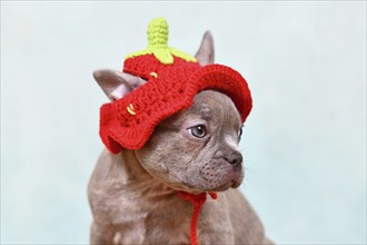 Cute young Lilac Brindle French Bulldog dog puppy with knitted strawberry hat