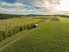 Black car driving on a rural country lane along a large cornfield under a mostly clear sky,