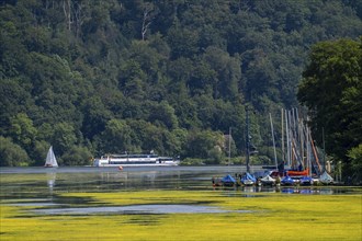 Green carpet of plants on Lake Baldeney in Essen, proliferating aquatic plant Elodea, waterweed, an