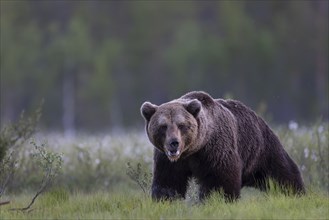 Brown bear (Ursus arctos) in the Finnish taiga, Kuusamo, Finland, Europe