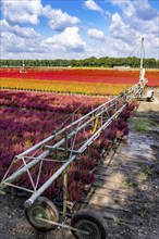 Automatic irrigation on an outdoor area of a horticultural business, autumn plants, heather plants,