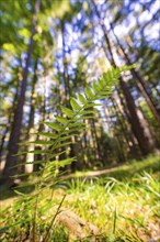 Close-up of a fern in the forest, surrounded by tall trees and lush greenery, Unterhaugstett, Black