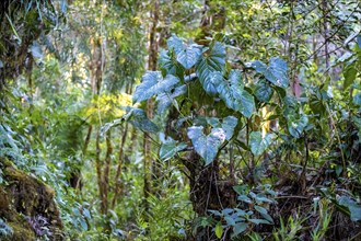 Dense vegetation in the cloud forest, mountain rainforest, Parque Nacional Los Quetzales, Costa