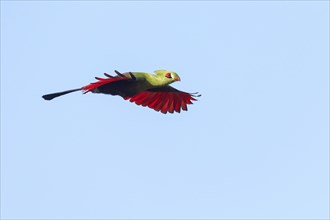 Guinea turaco (Tauraco persa), family of native turacos, aerial view, Brufut woods, Brufut, South