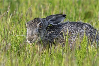 Close-up of European brown hare (Lepus europaeus) eating vegetation in meadow, grassland