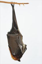 Kalong flying fox or large flying fox (Pteropus vampyrus), captive, occurring in Southeast Asia