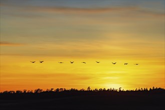 Flock of cranes flying over a woodland in silhouettes at a colorful sunset