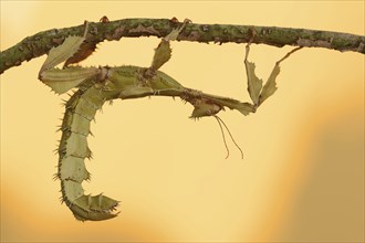 Giant prickly stick insect (Extatosoma tiaratum), female, captive, occurrence in Australia