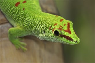 Madagascar giant day gecko (Phelsuma grandis), captive, native to Madagascar