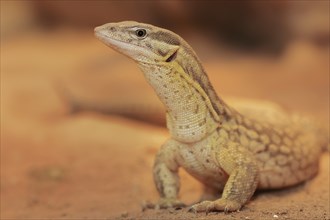 Spiny-tailed monitor (Varanus acanthurus), captive, occurring in Australia