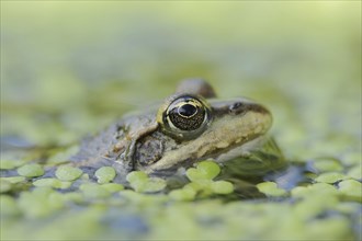 Lake frog (Pelophylax ridibundus, Rana ridibunda), North Rhine-Westphalia, Germany, Europe