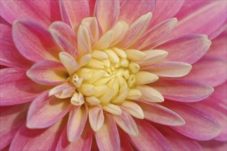 Dahlia (Dahlia Hybride), flower detail, ornamental plant, North Rhine-Westphalia, Germany, Europe