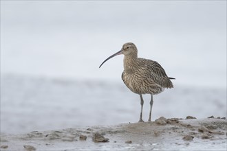 Eurasian curlew (Numenius arquata) adult bird on a mudflat, England, United Kingdom, Europe