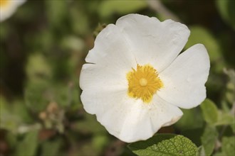 Sage-leaved rockrose (Cistus salviifolius), flower, Provence, southern France