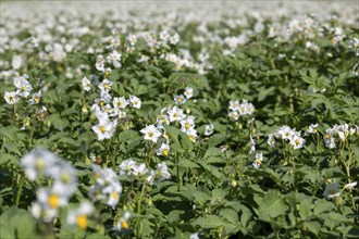 Flowering potato field near Mutterstadt, Rhineland-Palatinate