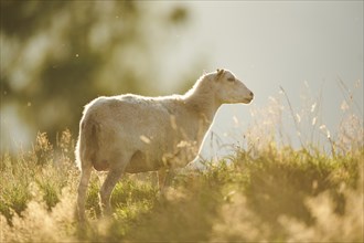 Domestic sheeps (Ovis aries) standing on a meadow in the mountains in tirol, Kitzbühel, Wildpark