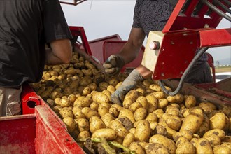 Agriculture harvesting of table potatoes in Mutterstadt, Palatinate