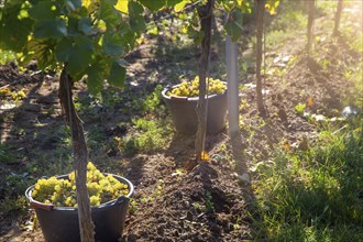 Hand-picking of Pinot Blanc grapes in the Palatinate (Norbert Groß winery, Meckenheim)