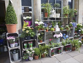 Plant and flower shop display on Pulteney Bridge, Bath, Somerset, England, United Kingdom, Europe