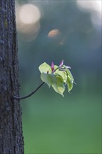 Young shoot in the adult tree in spring