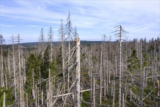 Aerial photo of dead spruces, due to infestation by bark beetles, Oderbrück, 19/07/2020