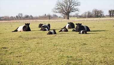 Rare breed Belted Galloway beef cattle herd at Lux farm, Kesgrave, Suffolk, England, United