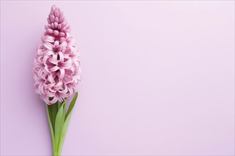 Single Hyacinth spring flower on side of pastel pink background with copy space, AI generated