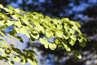 Branch of Cercidiphyllum japonicum in the botanical garden