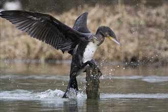 Great cormorant (Phalacrocorax carbo) landing on a wooden pole in the water, Hesse, Germany, Europe