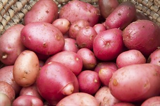 Close up red potatoes in basket freshly harvested and cleaned