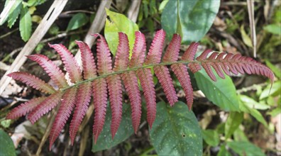 Red-leaf fern in the jungle. Malaysia