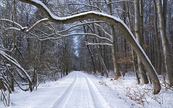 Snow-covered path and forest, Hainich National Park, Thuringia, Germany, Europe