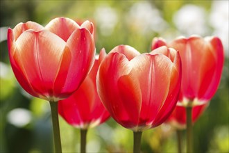 Beautiful rose tulip flowers with green blurred background