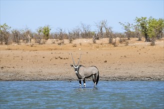 Gemsbok (Oryx gazella) standing in the water, waterhole in dry savannah with orange-coloured sand,