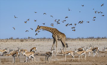 Various groups of animals at a waterhole, herd of springbok (Antidorcas marsupialis) and angolan