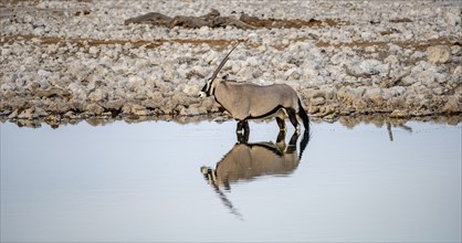 Gemsbok (Oryx gazella), oryx standing in the water, Moringa waterhole, Etosha National Park,