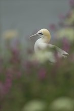 Northern gannet (Morus bassanus) adult bird amongst flowering summer plants on a cliff top,