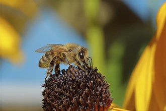 European honey bee (Apis mellifera), collecting nectar from a yellow coneflower (Echinacea