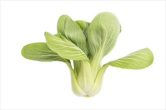 Fresh green bok choy or pac choi chinese cabbage isolated white background. Top view, close up